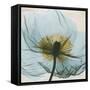 Poppy Close-Up-Albert Koetsier-Framed Stretched Canvas
