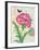 Poppy Collage-Pamela Gladding-Framed Premium Giclee Print