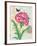 Poppy Collage-Pamela Gladding-Framed Premium Giclee Print