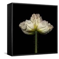 Poppy D: White Icelandic Poppy-Doris Mitsch-Framed Stretched Canvas