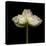 Poppy D: White Icelandic Poppy-Doris Mitsch-Stretched Canvas