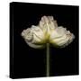 Poppy D: White Icelandic Poppy-Doris Mitsch-Stretched Canvas