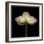 Poppy D: White Icelandic Poppy-Doris Mitsch-Framed Premium Photographic Print