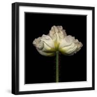 Poppy D: White Icelandic Poppy-Doris Mitsch-Framed Premium Photographic Print