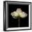 Poppy D: White Icelandic Poppy-Doris Mitsch-Framed Premium Photographic Print