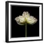 Poppy D: White Icelandic Poppy-Doris Mitsch-Framed Premium Photographic Print