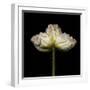 Poppy D: White Icelandic Poppy-Doris Mitsch-Framed Premium Photographic Print