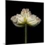 Poppy D: White Icelandic Poppy-Doris Mitsch-Mounted Premium Photographic Print