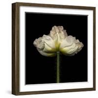 Poppy D: White Icelandic Poppy-Doris Mitsch-Framed Photographic Print