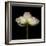 Poppy D: White Icelandic Poppy-Doris Mitsch-Framed Photographic Print