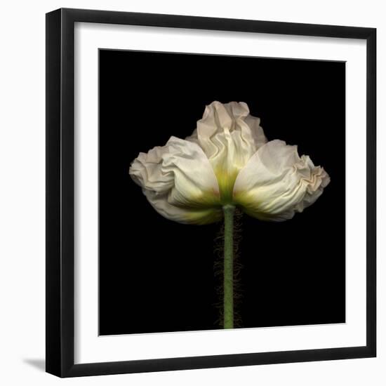 Poppy D: White Icelandic Poppy-Doris Mitsch-Framed Photographic Print