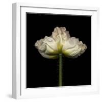 Poppy D: White Icelandic Poppy-Doris Mitsch-Framed Photographic Print