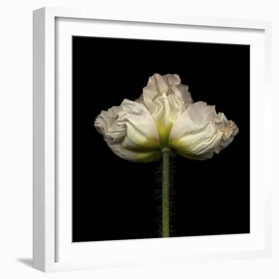 Poppy D: White Icelandic Poppy-Doris Mitsch-Framed Photographic Print