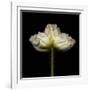Poppy D: White Icelandic Poppy-Doris Mitsch-Framed Photographic Print