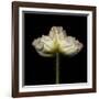 Poppy D: White Icelandic Poppy-Doris Mitsch-Framed Photographic Print