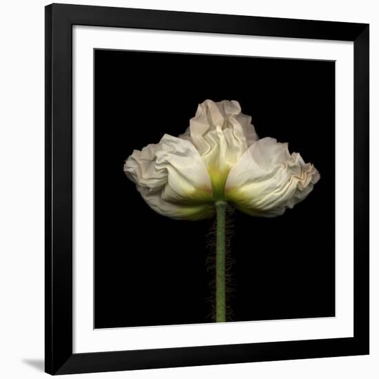 Poppy D: White Icelandic Poppy-Doris Mitsch-Framed Photographic Print