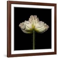 Poppy D: White Icelandic Poppy-Doris Mitsch-Framed Photographic Print