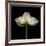 Poppy D: White Icelandic Poppy-Doris Mitsch-Framed Photographic Print