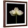 Poppy D: White Icelandic Poppy-Doris Mitsch-Framed Photographic Print