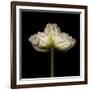 Poppy D: White Icelandic Poppy-Doris Mitsch-Framed Photographic Print