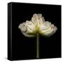 Poppy D: White Icelandic Poppy-Doris Mitsch-Framed Stretched Canvas