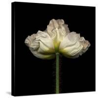 Poppy D: White Icelandic Poppy-Doris Mitsch-Stretched Canvas