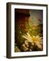 Poppy Days-Emma Kahane-Framed Photographic Print