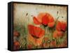 Poppy Daze-Farrell Douglass-Framed Stretched Canvas