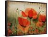 Poppy Daze-Farrell Douglass-Framed Stretched Canvas