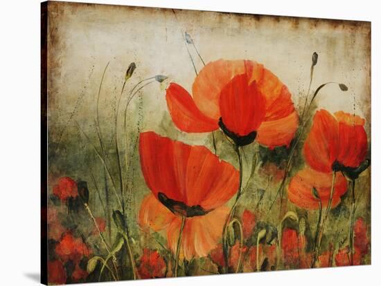 Poppy Daze-Farrell Douglass-Stretched Canvas