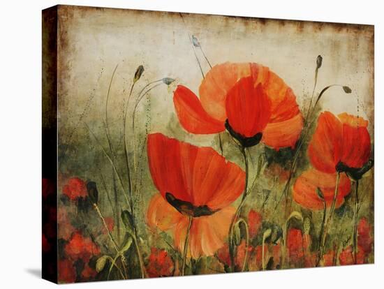 Poppy Daze-Farrell Douglass-Stretched Canvas