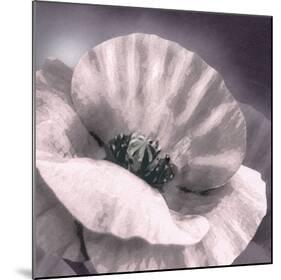 Poppy Dusk I-Lucy Meadows-Mounted Giclee Print