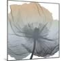 Poppy Earthy Beauty-Albert Koetsier-Mounted Art Print