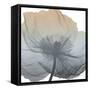 Poppy Earthy Beauty-Albert Koetsier-Framed Stretched Canvas