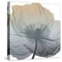 Poppy Earthy Beauty-Albert Koetsier-Stretched Canvas