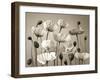 Poppy Elevation-Assaf Frank-Framed Giclee Print