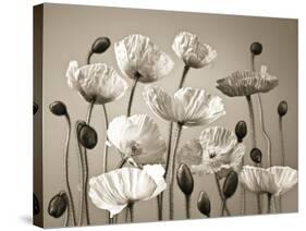 Poppy Elevation-Assaf Frank-Stretched Canvas