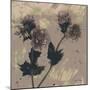 Poppy Fantasy II-Herb Dickinson-Mounted Premium Photographic Print