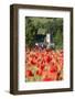 Poppy Field and St. Andrew's Church, Naunton, Cotswolds, Gloucestershire, England-Stuart Black-Framed Photographic Print