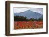 Poppy Field at Domat/Ems in Switzerland-Armin Mathis-Framed Photographic Print