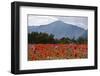 Poppy Field at Domat/Ems in Switzerland-Armin Mathis-Framed Photographic Print