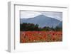 Poppy Field at Domat/Ems in Switzerland-Armin Mathis-Framed Photographic Print