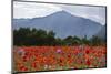 Poppy Field at Domat/Ems in Switzerland-Armin Mathis-Mounted Photographic Print