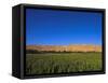 Poppy Field Between Daulitiar and Chakhcharan, Afghanistan, Asia-Jane Sweeney-Framed Stretched Canvas