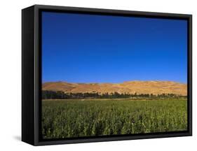 Poppy Field Between Daulitiar and Chakhcharan, Afghanistan, Asia-Jane Sweeney-Framed Stretched Canvas