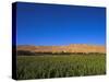 Poppy Field Between Daulitiar and Chakhcharan, Afghanistan, Asia-Jane Sweeney-Stretched Canvas