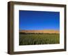 Poppy Field Between Daulitiar and Chakhcharan, Afghanistan, Asia-Jane Sweeney-Framed Photographic Print