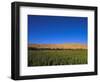 Poppy Field Between Daulitiar and Chakhcharan, Afghanistan, Asia-Jane Sweeney-Framed Photographic Print