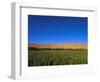 Poppy Field Between Daulitiar and Chakhcharan, Afghanistan, Asia-Jane Sweeney-Framed Photographic Print