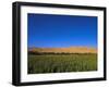 Poppy Field Between Daulitiar and Chakhcharan, Afghanistan, Asia-Jane Sweeney-Framed Photographic Print